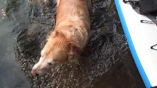Плавание с собаками после приключений на озере бром сквомиш британская колумбия канада
