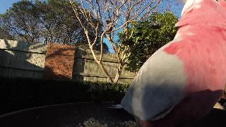 Розовые галахи дикие австралийские птицы на заднем дворе птицы оз