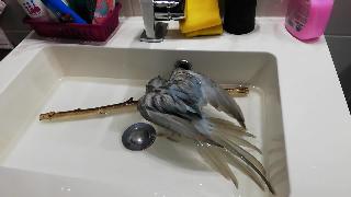Крылатый попугай принимает ванну попугай ванна