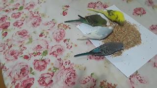 Волнистые попугайчики чувствуют себя голодными