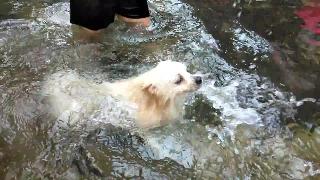 Моя любимая собака не умеет плавать