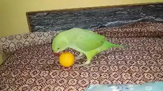 Индийский попугай