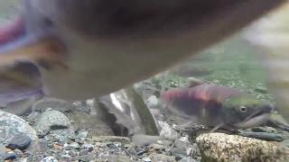 Короткое видео о рыбе для вашей кошки рыба в реке