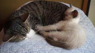 Кошки и котенок спят вместе 