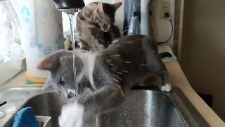 Грейсон и тилли кошки играют с водой часть