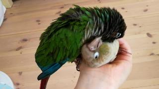 Урок покорители ухоженных волос на руках зеленокожий попугай