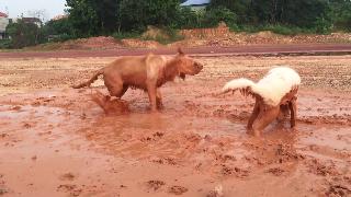 Собаки играют вместе в грязи
