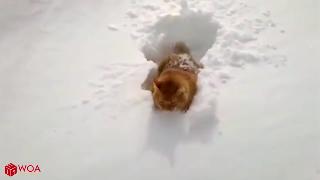 Смешное животное любящее и играющее со снегом веселая ежедневная подборка