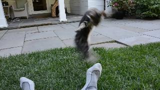 Котенок мейн кун играет с пальцами ног 