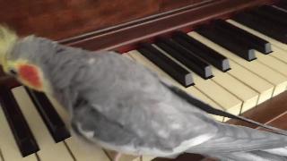 Джорджи встречает фортепианную часть
