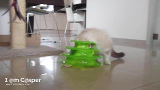Милый котенок рагдолл бинкс играет с игрушкой он выжил