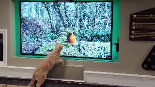 Джордж любит кошачьи видео на
