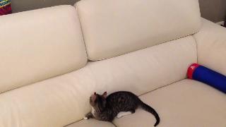 Кошки играют на моем итальянском кожаном диване