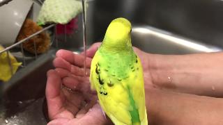 Отдельный попугайчик который не купается только в руке