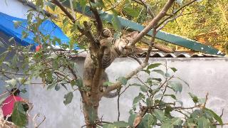 Кошки озорные лазающие по деревьям