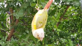 Белый попугай в камбодже красивые птицы в мире