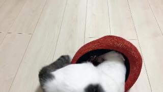 Забавный кот пытается насильно войти в шляпу кот хочет войти в шляпу