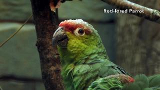 Красный попугай