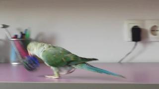 Попугай рио играет с мячом