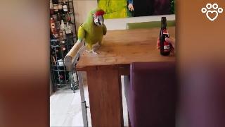 Умная птица попугай использует клюв чтобы открыть бутылку пива 