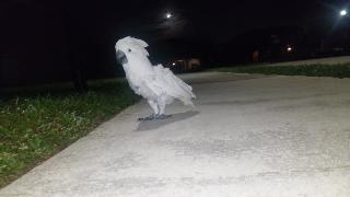 Жесткая птица гуляет по улицам
