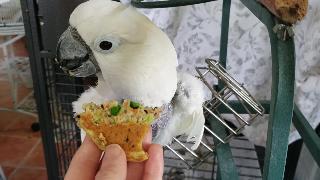 Виктория ест уход за больной птицей обновить