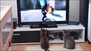 Кошки загипнотизированы видеоигрой