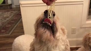 Собаки едят спагетти 