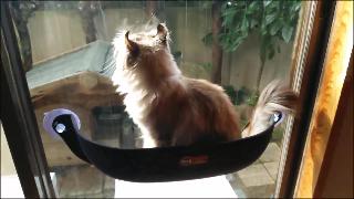Наслаждается левитацией в воздухе кровать плавающая кошка оконная кровать для кошек