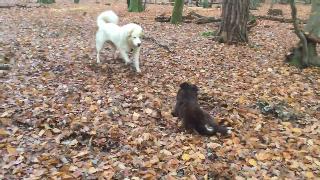 Малия бегает с большой собакой