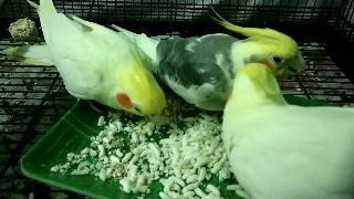 Птицы попугаи наслаждаются едой воздушный рис