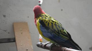 Красивый попугай россела омниколор