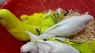 Милые детские волнистые попугайчики