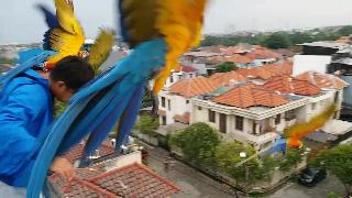 Синий и золотой ара бесплатно полета на крыше паррот