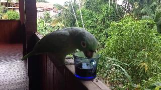 Амазонка пьющая попугая кофе