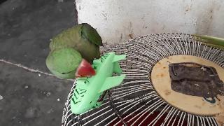Красивый попугай ест еду очень смешно