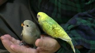 Расслабляющий попугай и человек
