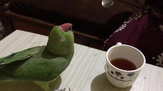 Попугай чай любовник