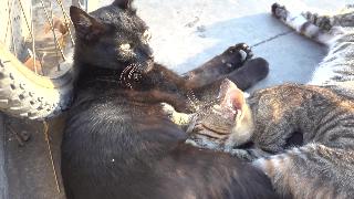 Черная бездомная кошка кормящая своего ребенка стамбул турция