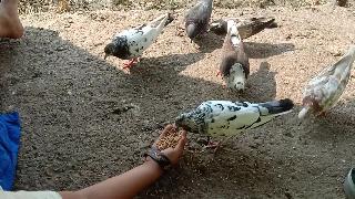 Мои голуби и яйца с ручными трюками