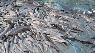 Бангладешская рыбакошка очень большая сколько рыбы было поймано