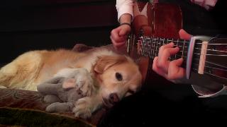 Очень милый жест собаки к музыке