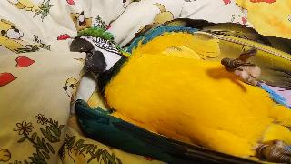 Попугай ара отдыхает