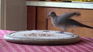 Дикие сенегальские голуби кормятся на моей кухне в лимассоле ноября года
