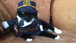 Смешной разговорчивый котик модели полицейский хэллоуин костюм