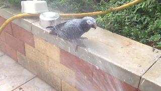 Попугай принимает ванну на улице