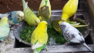Волнистые попугайчики едят сорняки стена