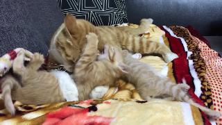 Мать кошка играет со своими котятами