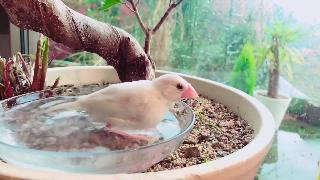 Мать лерья убегает от водоплавающих птиц принимая ванну