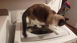 Кошка гоняет тряпки в стиральной машине